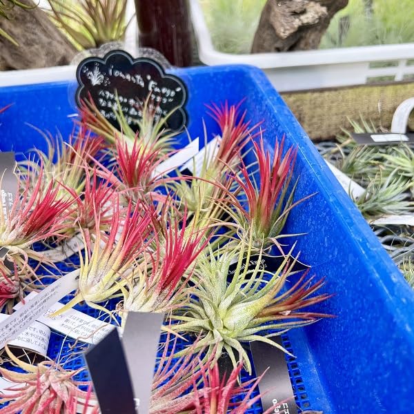 Amazon｜おしゃれ 観葉植物 エアープランツ：チランジア イオナンタ