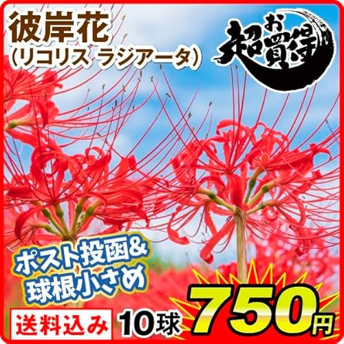 夏植え球根 リコリス ラジアータ (ヒガンバナ) 10球 彼岸花 リコリスの球根 ポスト投函/国華園 25年秋商品のサムネイル