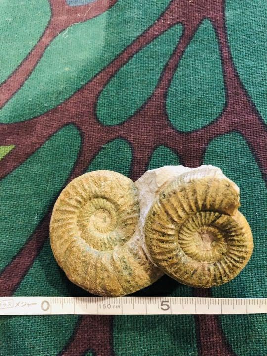 レア ダブルアンモナイト化石 置物 観賞用　ルース　原石 Amazon.co.jp: レア ダブルアンモナイト化石 置物 観賞用 ルース 原石