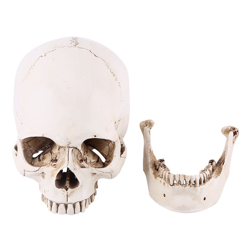 Tyenaza Modello di Teschio, Teschio Decorativo Scheletro Umano Realistico in Resina a Grandezza Naturale, Teschio Soprammobile per Insegnamento Anatomico e Halloween Decorazioni