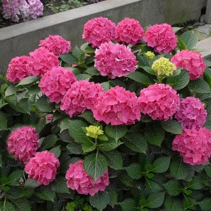 OhhSome Hydrangea/Hortensia Live Plant Hydrangea Macrophylla (Any Color)(1 Plant) (B0C7VXC1YL) Amazon Price History, Amazon Price Tracker