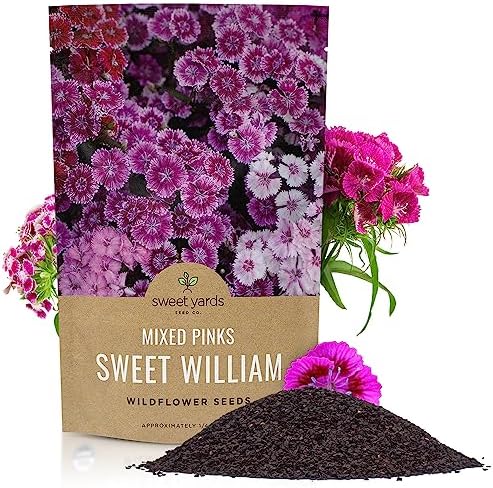 Amazon.com : Sweet William Seeds for Planting - 5000+ Mix Dianthus