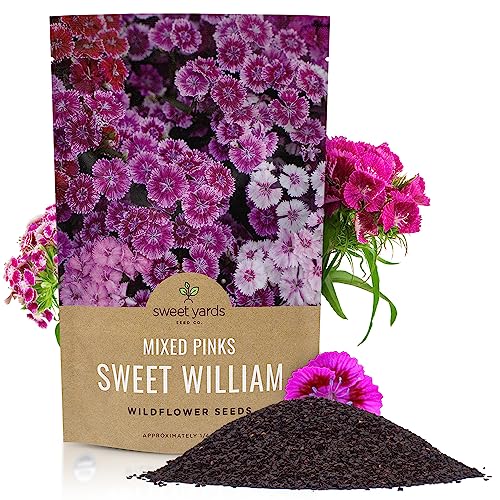 Sweet William Seeds Mixed Pink Colors Extra Large Packet Over 120 000 Open Pollinated Non-GMO Flower Seeds Dianthus barbatus