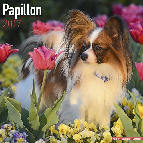 Papillon Calendar 2017