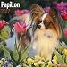 Papillon Calendar - Breed Specific Papillon Calendar - 2015 Wall calendars - Dog Calendars - Monthly Wall Calendar by Avonside