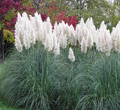 Giant White Pampas Grass Seeds - 500 Seeds - Ships from Iowa, Made in USA - Ornamental Landscape Grass or Privacy Plant