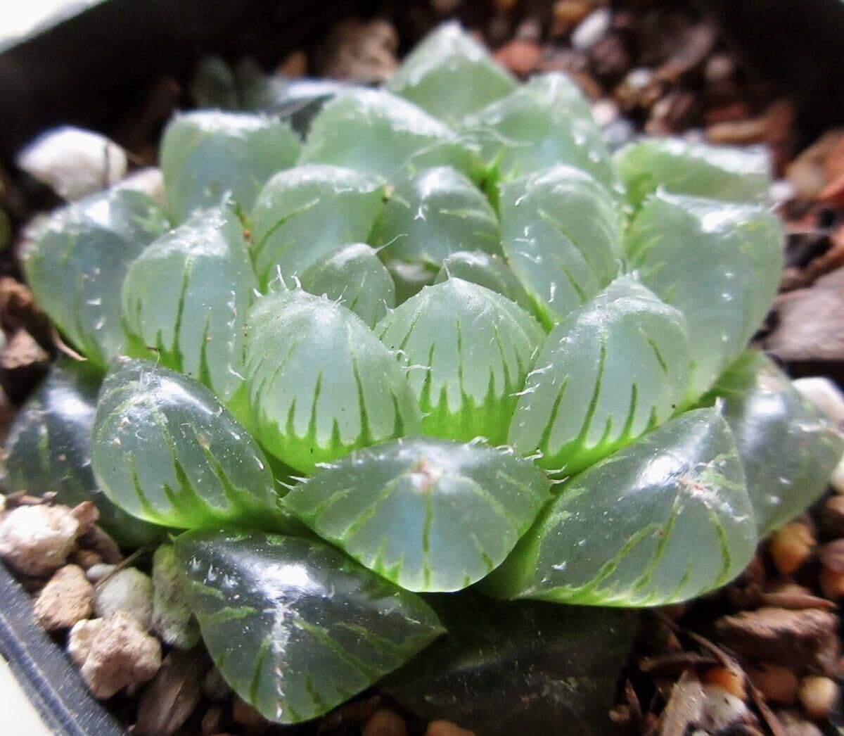 【オリジナル交配種】ハオルチア 翠月 / 多肉植物 Haworthia ‘ Suigetsu ‘