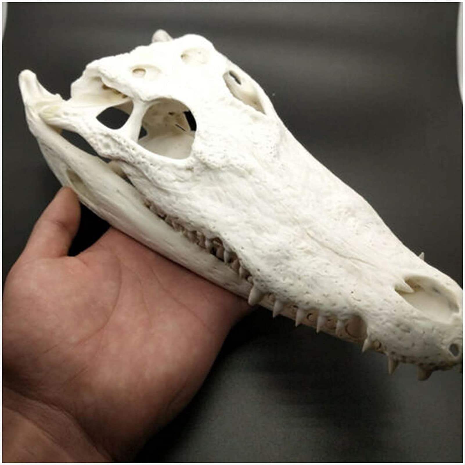 Amazon.co.jp: 解剖学モデル スケルトンモデル ワニの頭蓋骨標本
