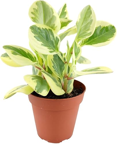 Miniatura 1 de Planta de goma abigarrada para bebé, Peperomia Obtusifolia Variegata (maceta cultivadora de 4 pulgadas), purificadora de aire, fácil de cultivar,