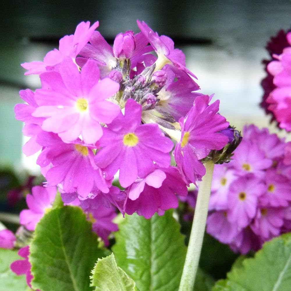 Primula Beesiana 9cm Pot x 1, Candelabra Primrose with Mauve Pink Flowers, Ideal for Bog Gardens and Pond Edges, Hardy Perennial, Thompson & Morgan