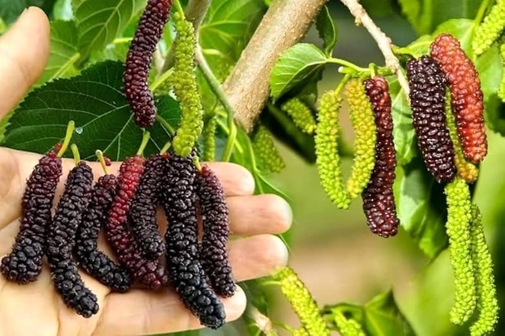 Cloud Farm Long mulberry plant live grafted, live grafted plant for long mulberry, pack of 1,CF_37 (B0D8B9ZL42) Amazon Price History, Amazon Price Tracker