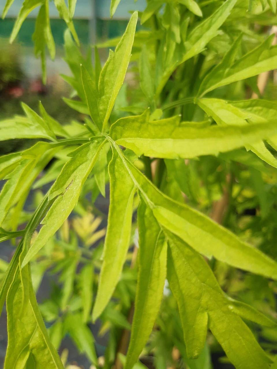 Sambucus Nigra 'Golden Tower' Elder Flower, in 2L Pot, Golden Yellow Leaves 3fatpigs®