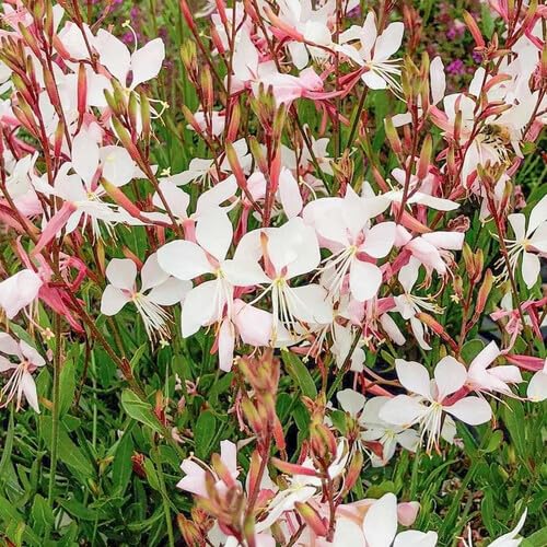 Gaura Lindheimeri Mix Seeds (Annual/Perennial Flower Seeds)