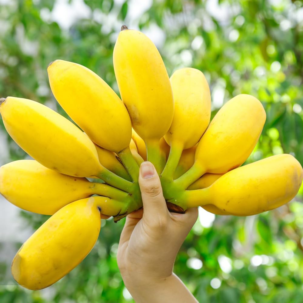 100 Semi Di Banana Nano | Per Giardino O Casa | Pianta Bonsai Frutta Esotica - Foto 4