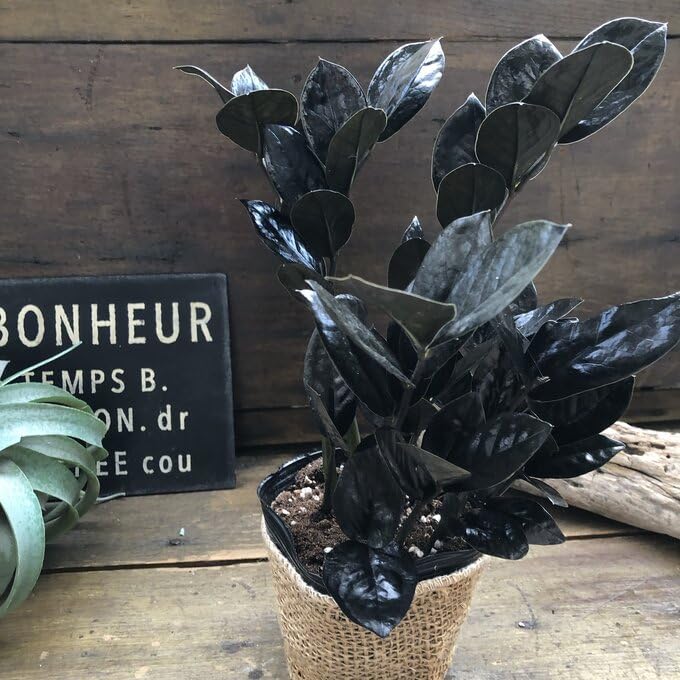 Amazon｜レイヴン 2.5号 超希少 黒い観葉植物 ザミオクルカス レイヴン