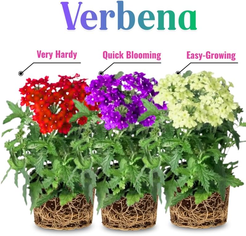 2 Random Verbena Plants Live, Perennial Ground Cover or Trailing Bushes Shrubs, 5-9 Inches Tall, Verbena Flower for Planting