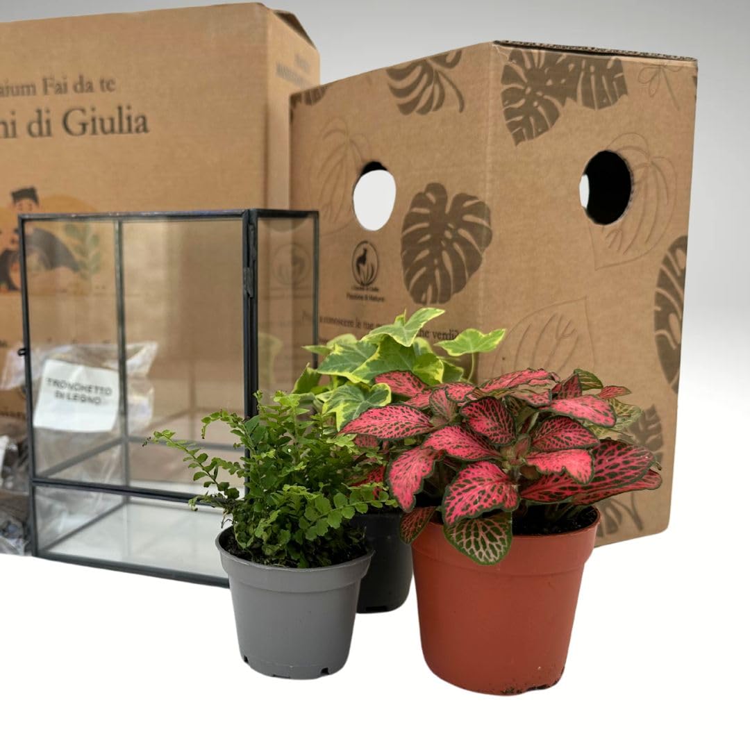 I GIARDINI DI GIULIA - Kit Terrarium DIY | Contenedor Geométrico de Vidrio y Hierro | Incluye 3 Plantas y Sustratos | Ideal para Diseño de Interiores, Negro y Transparente