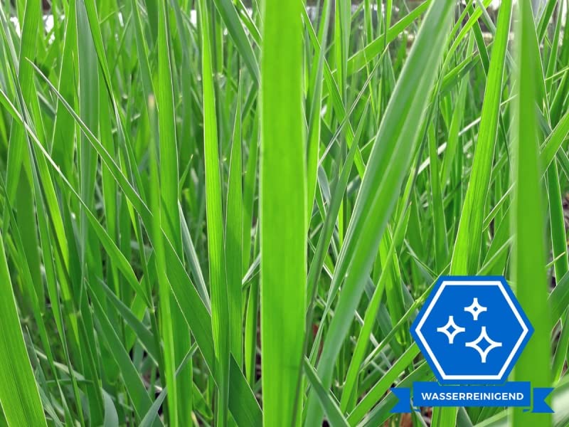 Schilfrohr (Phragmites Australis) – Winterharte Teichpflanze, Bis 180 Cm Hoch, Für Filterung & Renaturierung