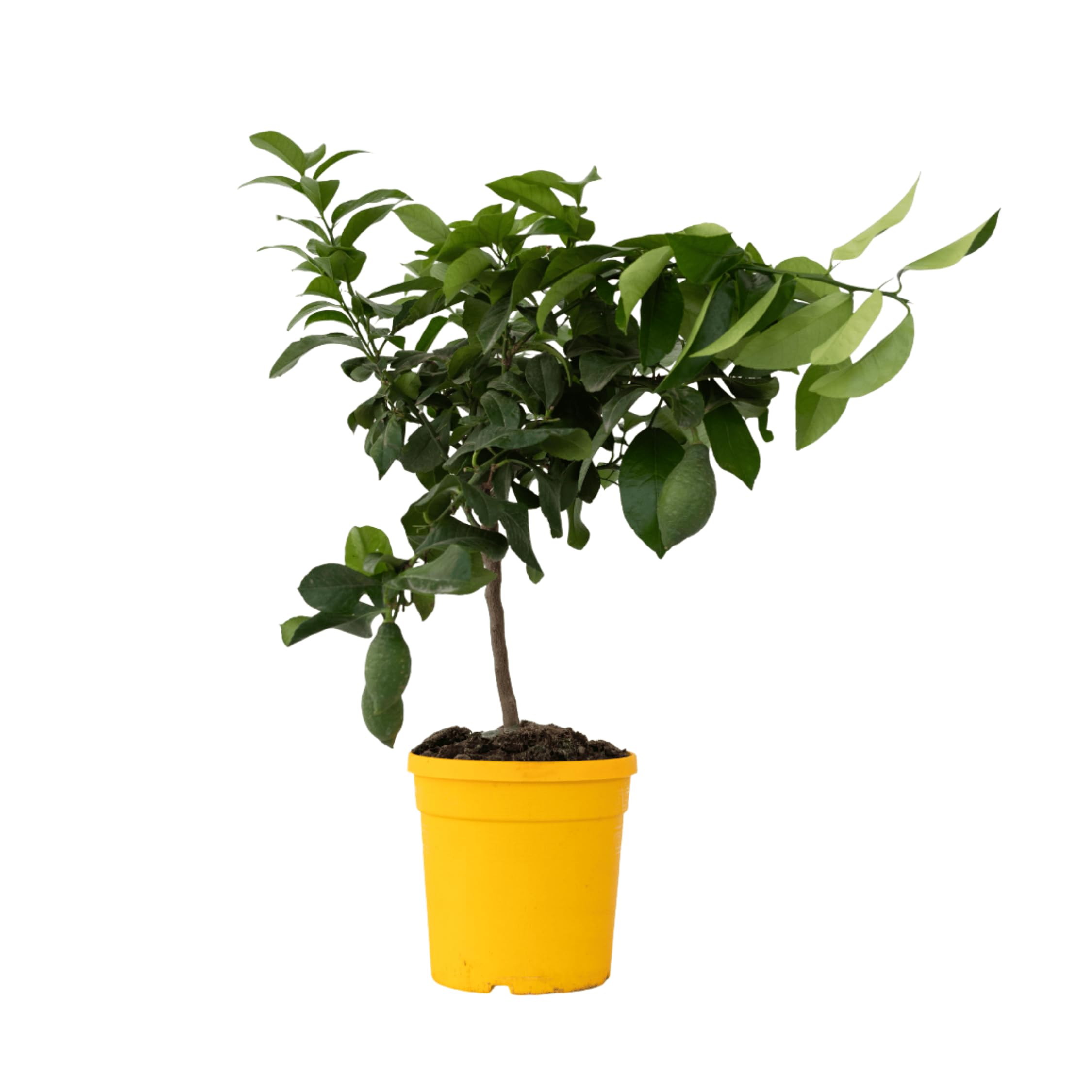 Plant in a Box - Citrus Limon - Zitronenbaum - Echter zitronen essbar -  Topf 19cm - Hhe 60-70cm : Amazon.de: Garten