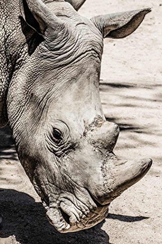 Scenolia Tableau Verre Acrylique Vertical déco & Design Rhinoceros 50 x 70 cm | Déco Murale Qualité HD