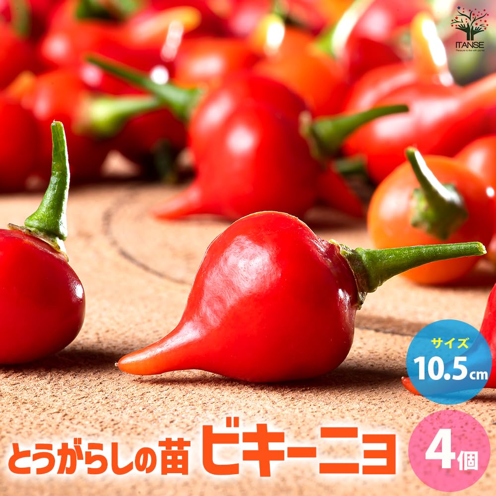 Amazon.co.jp: ITANSE とうがらしの苗 ビキーニョ 10.5cm