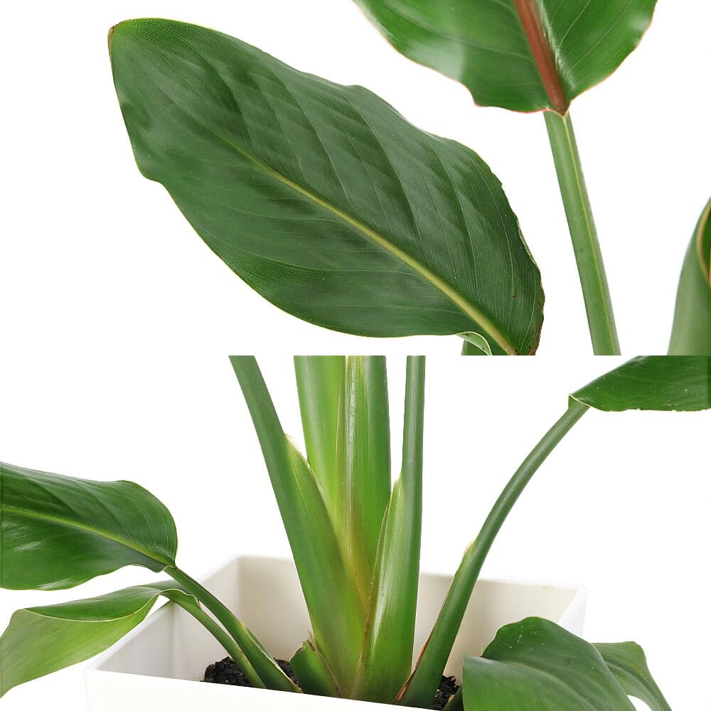Amazon｜【charm】（観葉植物）ストレリチア レギネ 6号（1鉢