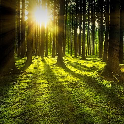 39 - Release Shoulder Tension: 5-Minute Forest Moss Meditation
