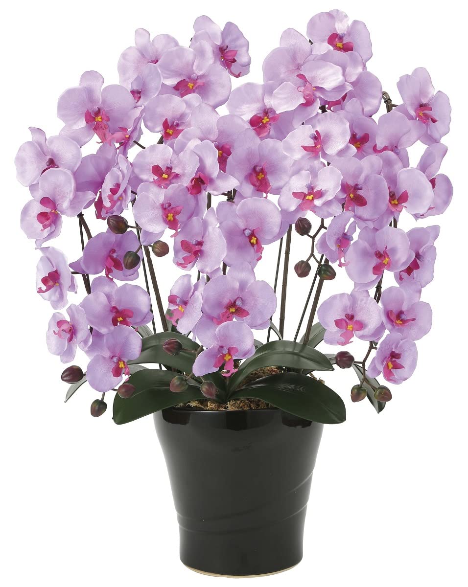 ファレノプシス スタンド花 ホワイト ピンク 光触媒機能付き空気清浄