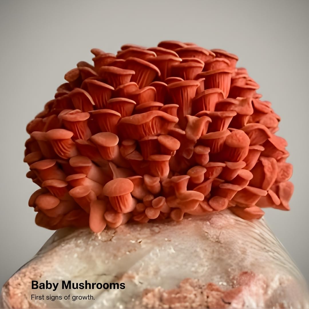 Beau kit de culture de champignons, huîtres roses, ensemble de culture d’intérieur, champignon exotique