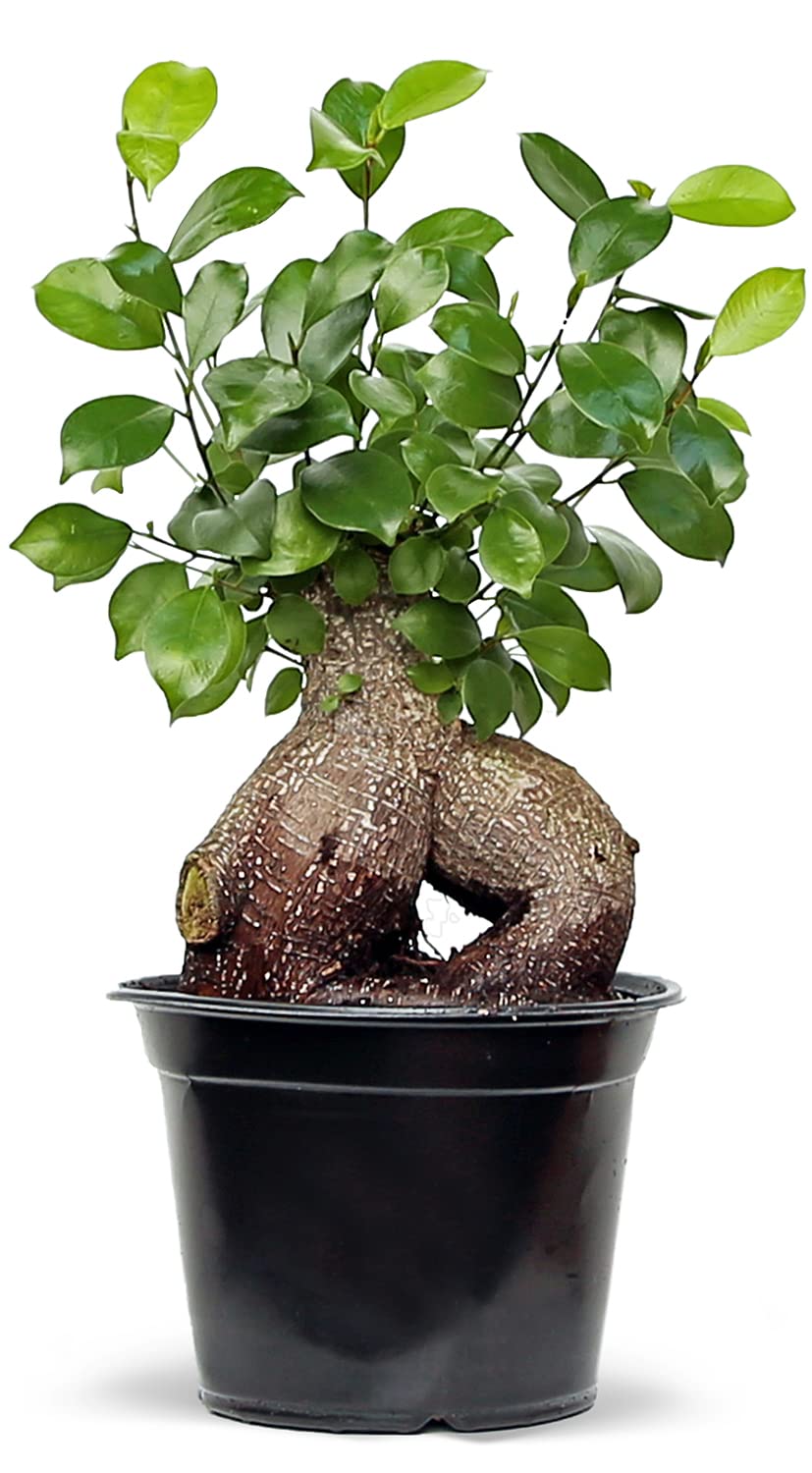 Amazon.com: Live Ginseng Ficus, Ficus Retusa, Taiwan Ficus, Banyan Fig,  Bonsai Houseplant, Birthday Gift, Housewarming Gift for The Home, Plant  Lover Gift, Live Potted Houseplant in 6" Pot : Grocery & Gourmet