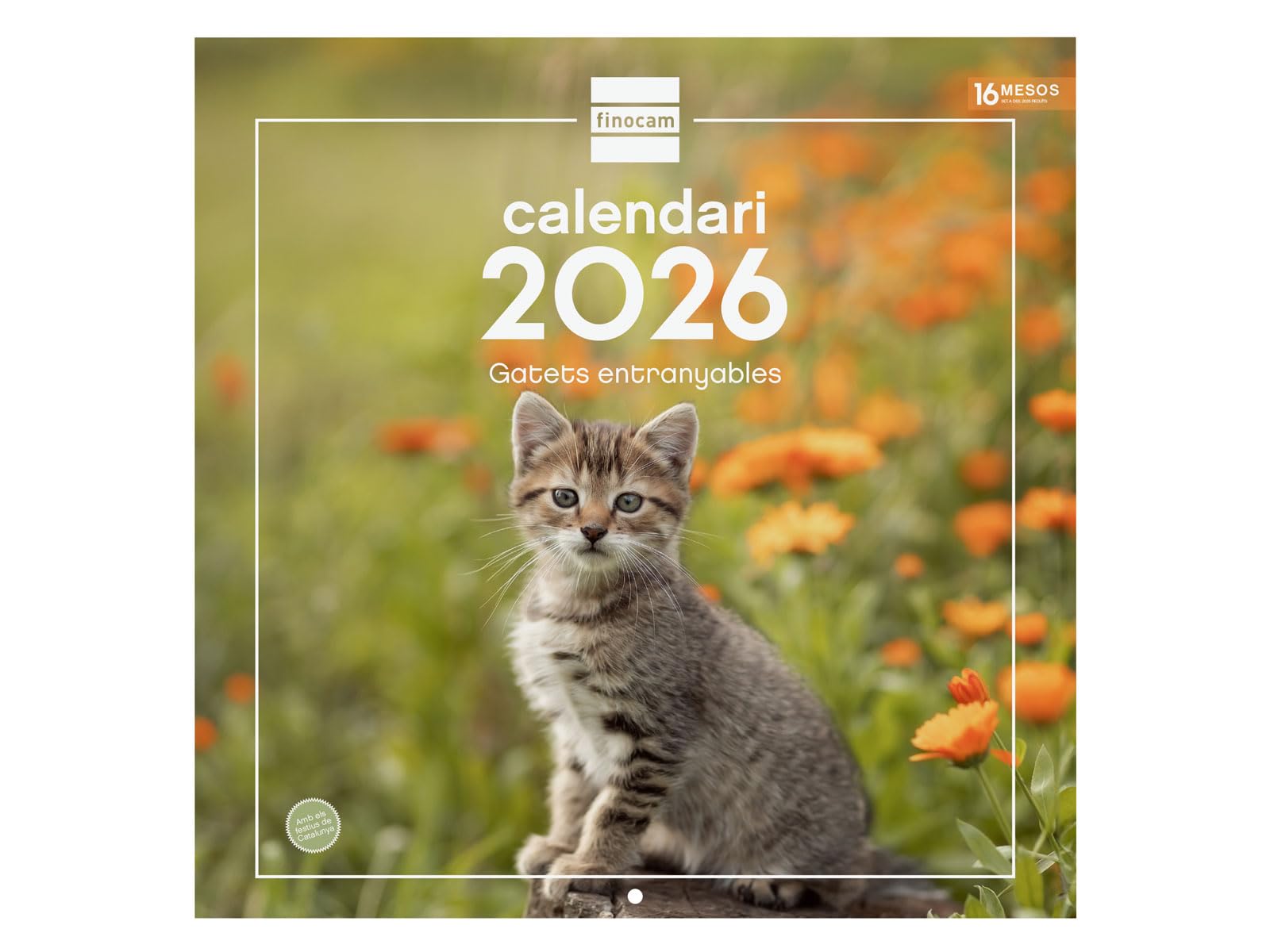Finocam - Wall Calendar 2026 30x30 cm Month View January - December 2026 + Sep.- Dec. 2025 (4 months) reduced | Calendar 2026 | Images Kittens - Catalan