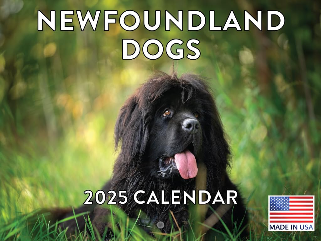 Newfoundland Dog Calendar 2024 Wall