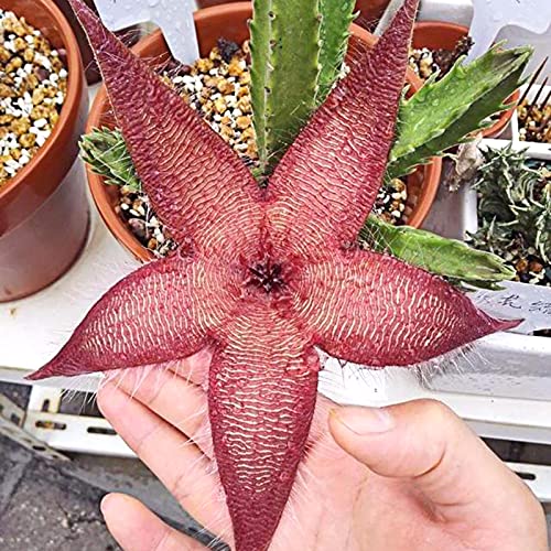 Shoppingba 50 Samen / Beutel Stapelia Hirsuta Samen sind einfach zu züchten, und blühende Pflanzen sind dekorativ und nachhaltig.Stapelia Hirsuta Nursery Gute Qualität und hohe Überlebensrate Cover