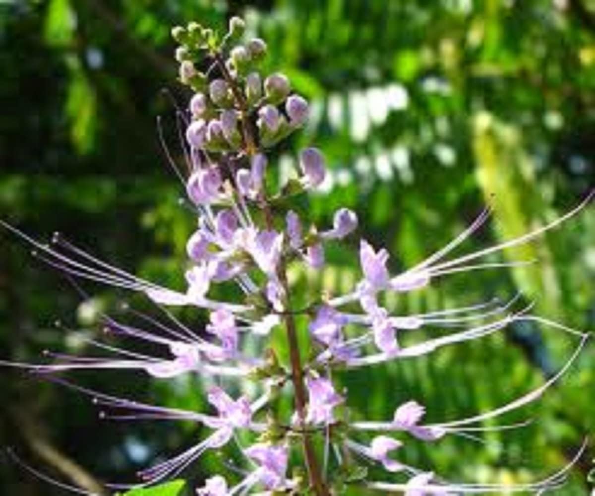 Cat Whiskers - Orthosiphon Java Tea - Live Plant - Lavender Flower - Emerald Goddess Gardens - Starter Sz 4 Inch Pot