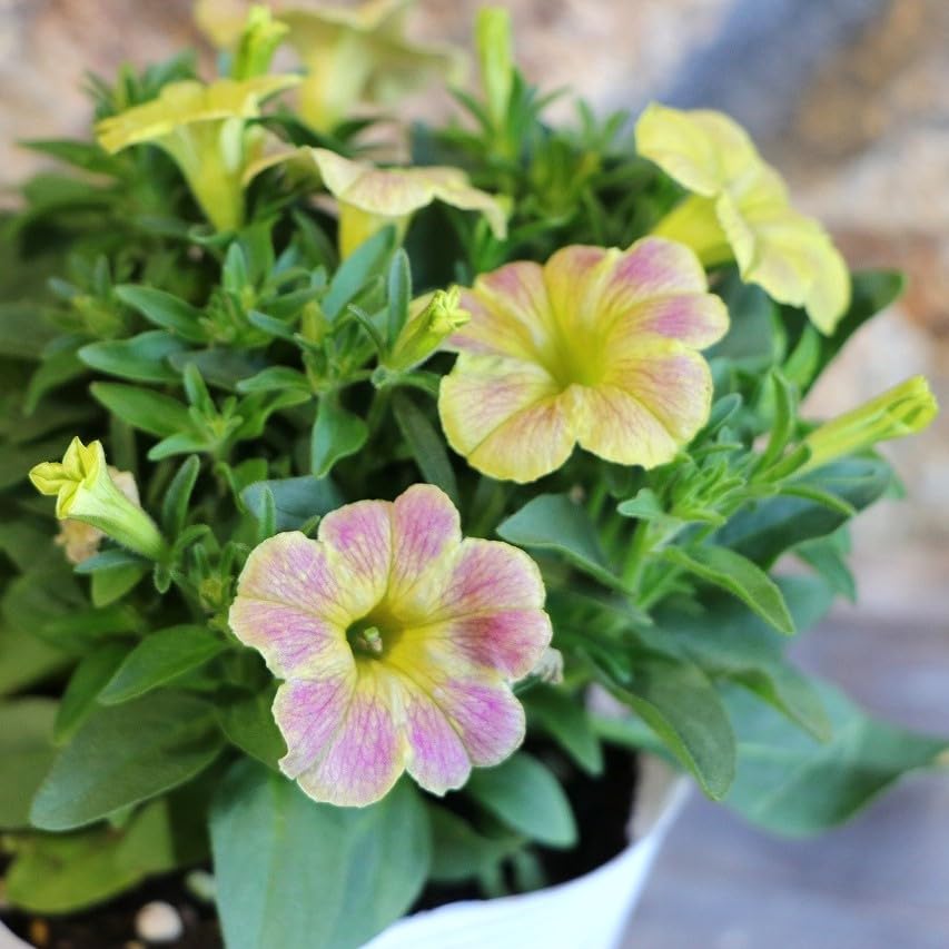 ♥超希少♥ペチュニア　ダーリン♥花色変化が大人気♥ 3号ポットごと発送 園芸ネット本店｜ペチュニア：ダーリン3号ポット の通販【公式】