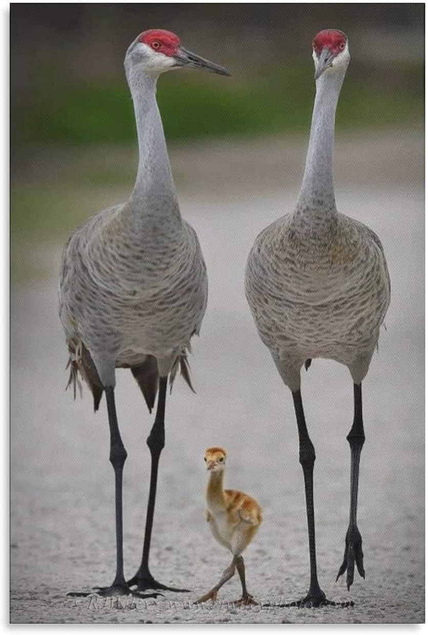 ZerAphWild Animals Sandhill Crane and Bdby Canvas Poster Canvas Print Wall Art Modern Classroom Bedroom Room Aesthetics Decoration Boys Women Gift (24x36inch-No Framed)