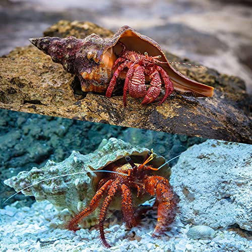 6 PCS Hermit Crab Shells Medium Large XLarge Growth Turbo Seashells Openning Size 1\'\'-2\'\' Pet Supplies Conch Habitat Decor with 4 Artificial Plants Aquarium Supplies FD03