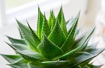 Genuine Aloe Vera 5 Seeds