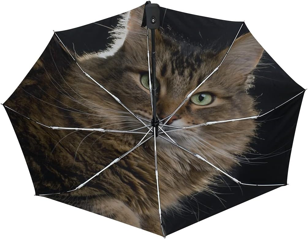 Bolaz Black Compact Travel Umbrella Maine Coon Cat Auto Open Close Umbrella Windproof Anti-UV