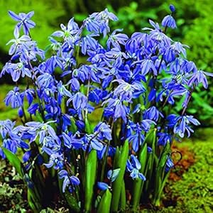 50 x Scilla Siberica – bloembollen
