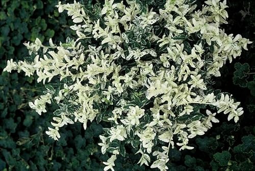 Kriechspindel – Euonymus fortunei 'Harlequin' – 10-25cm – Ø9cm – 12 Pflanzen – buntblättrig & winterhart