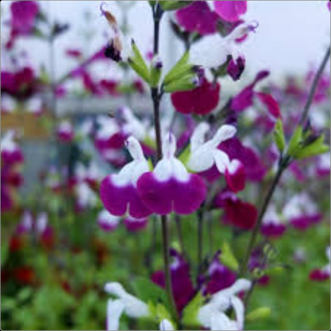 Salvia Greggii 'Amethyst Lips' x 3 Plug Plants for Potting on