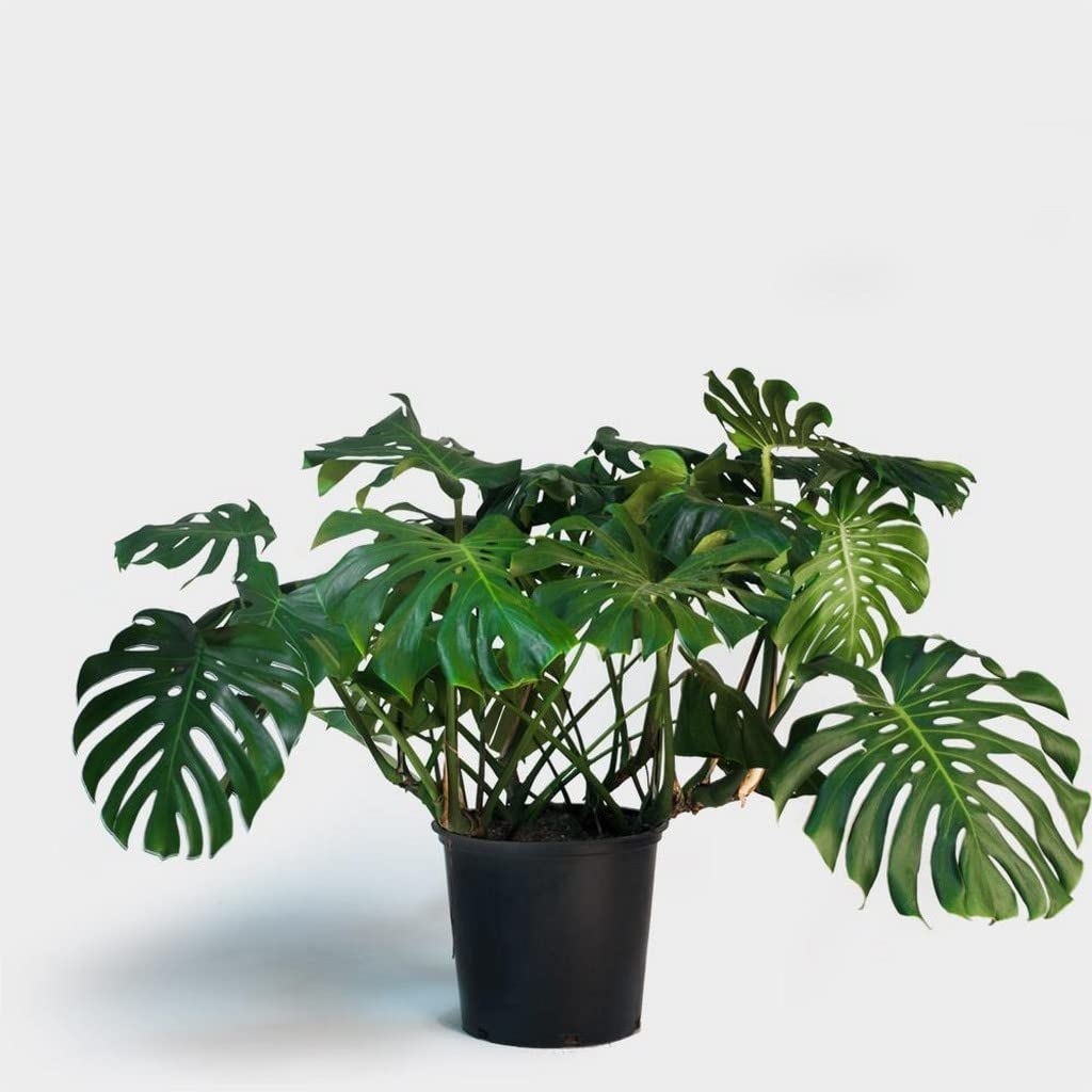 Creative Farmer Exotic Plant Monstera Deliciosa, 10 Cm Pot For Home (Exotic Healthy Live Plant),PLANT-756-DELICIOSA|MONSTERA|28|499@