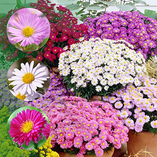 Weiße Stauden Mehrjährig Die 15 besten Produkte im Vergleich Heim