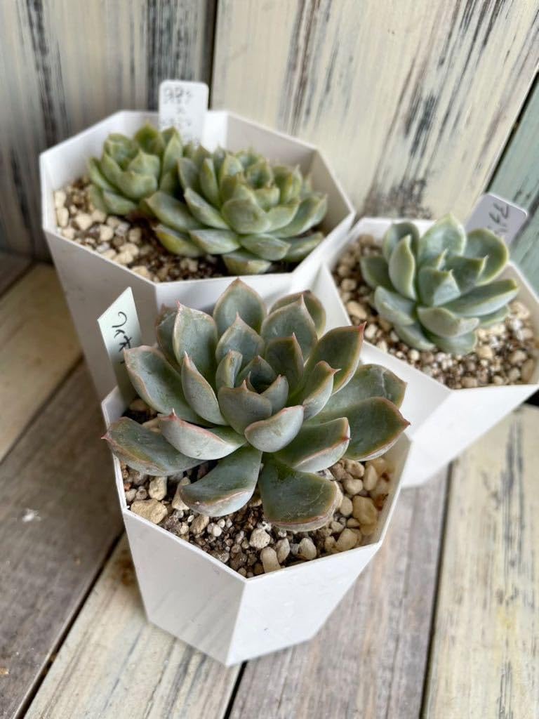 Amazon.co.jp: 多肉植物 エケベリア 3苗セット 月影×メキシコプリ
