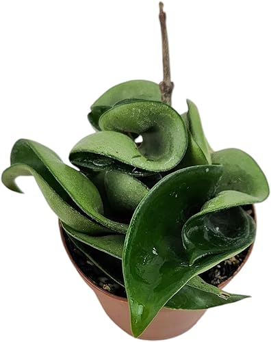 Miniatura 2 de Josh's Frogs Hoya carnosa f. compacta 'Krinkle Kurl' - Planta de Cuerda Hindú