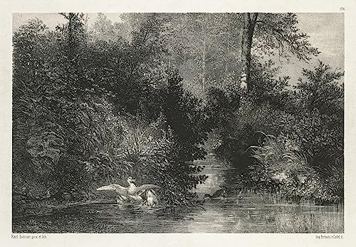 Poster canards Karl Bodmer SERENDIPITP toile 50x70cm sans cadre pour décoration