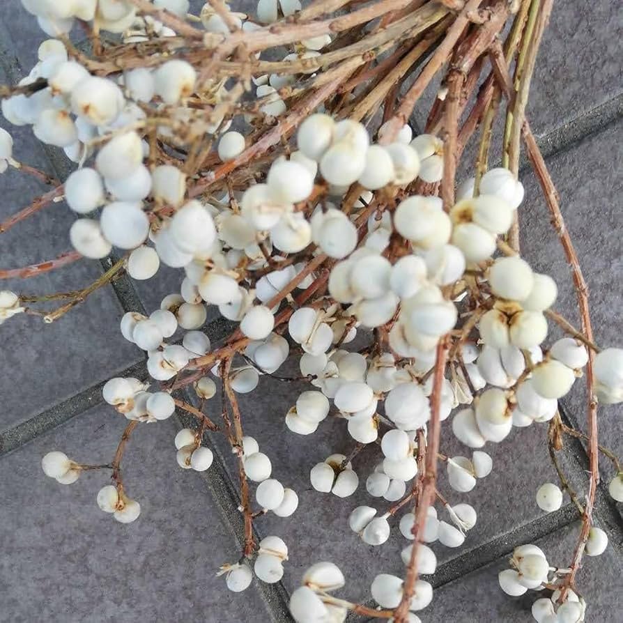 Amazon.co.jp: 001902.ナンキンハゼの実。25本。ナンキンハゼ。ドライ Amazon.co.jp: 001902.ナンキンハゼの実。25本。ナンキンハゼ。ドライ