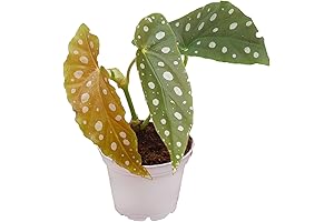 Begonia Maculata | 2.5 inch | Tropical Ambiance.