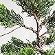 Wazakura Bonsai-Trainingsdraht, geglüht, Kupfer, 1,6 mm, 300 g, hergestellt in Japan, japanischer Bonsai-Draht für Bonsai-Baumformung, 16 m – 1,6 mm